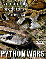 There are thousands of pythons in the Florida wild, and the quest to stop them has become a crusade.